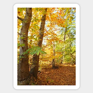 Autumn Trees Sticker